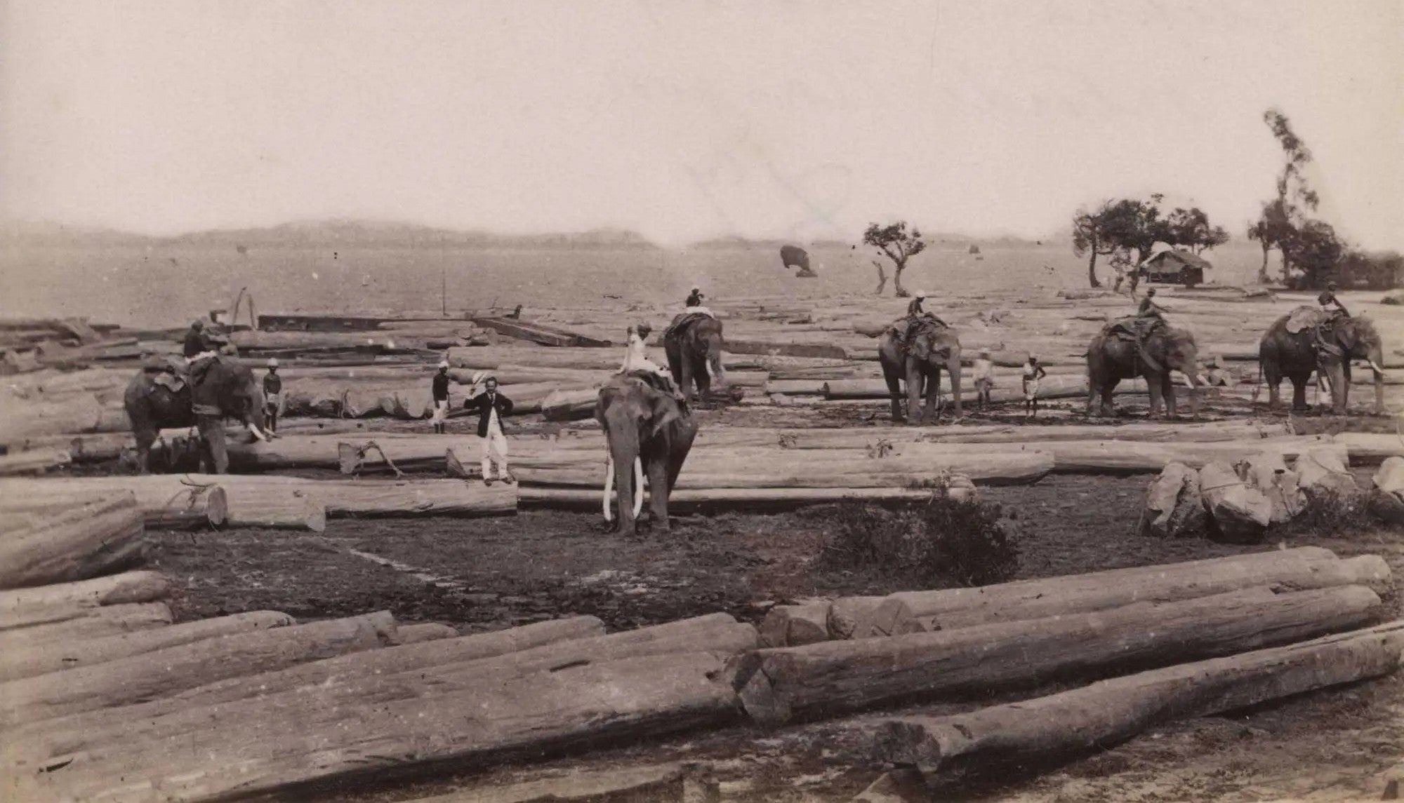 The Wood That Outlived Empires: The Enduring Story of Teak Furniture